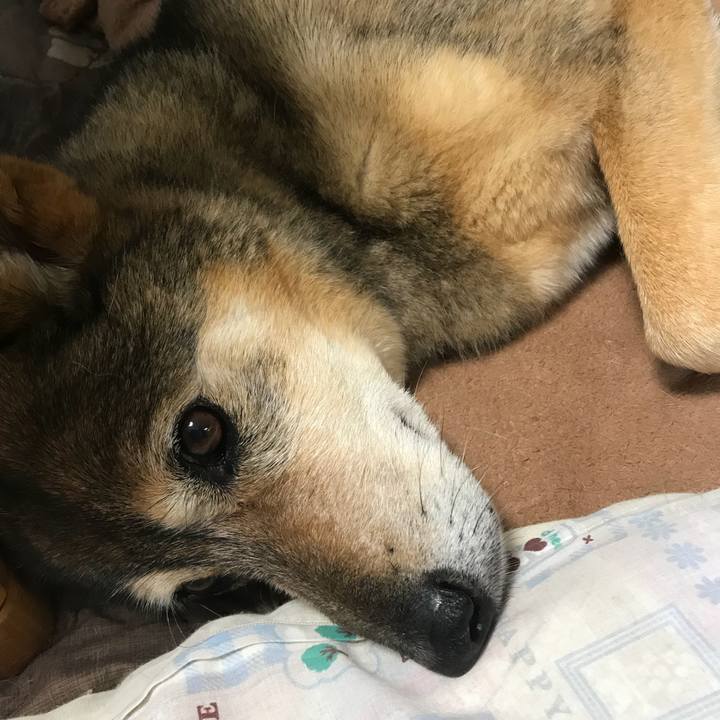 5a42c707 73f4 438d 8d99 0aca2e00e3a2 1530742288523