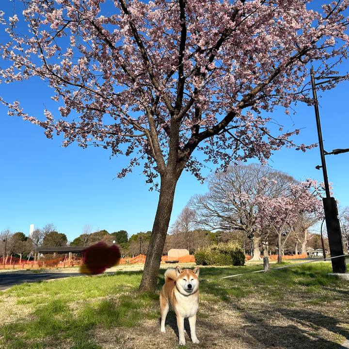 5a4580ad 8074 4663 b99c 4dab7465daa4 1773535663262