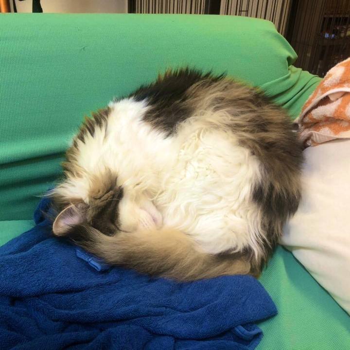 5a45c695 65b4 45e6 83fb d471798562c4 1591259365049