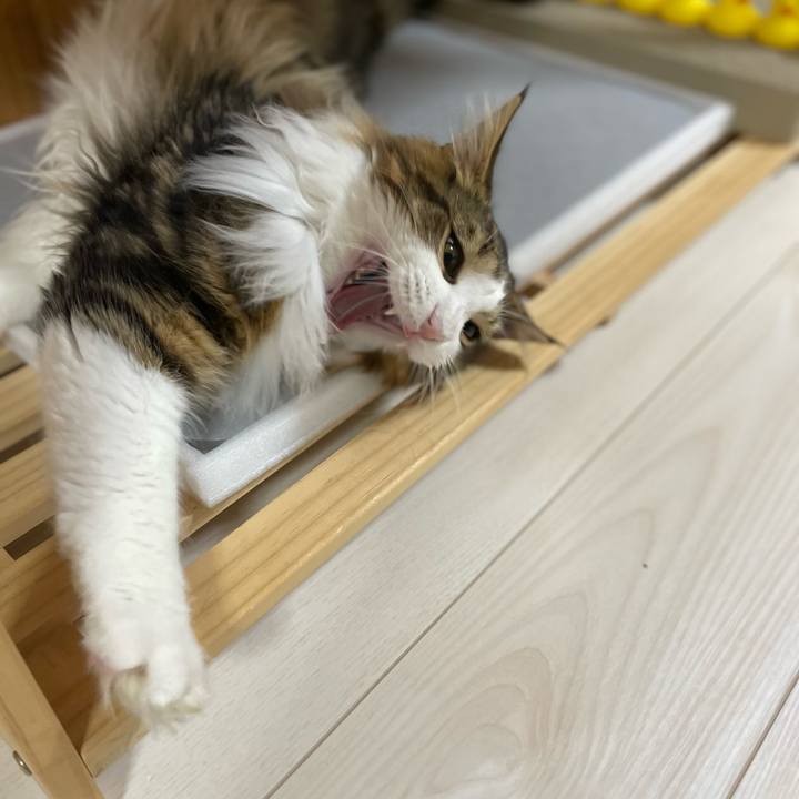 5a45d908 8779 4562 a35a 6c5e98a30a2a 1644782512117