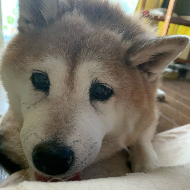 5a461413 3743 4337 ac69 e05824afe64b 1621243231772