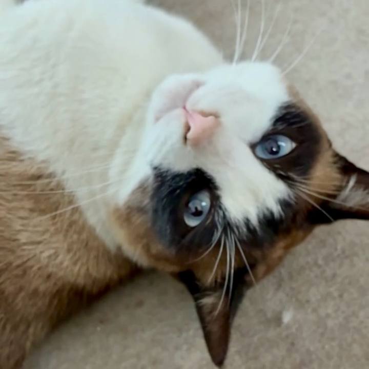 5a4a7cfc e1ae 4ceb a0ef 1ae004193bc4 1749265230026