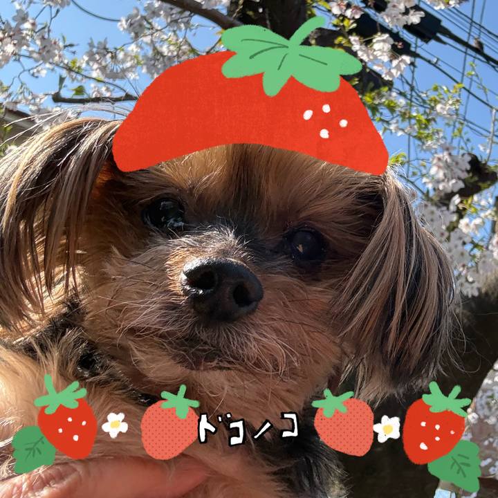 5a4bf056 2499 4136 88e3 14959175a54e 1775187813596