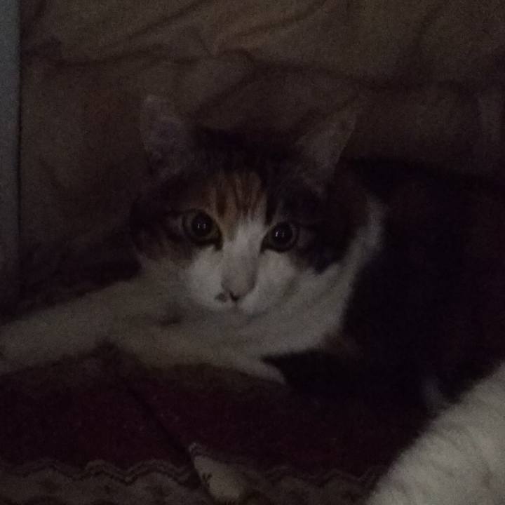 5a4c6a22 fcf3 4b7f adda ca46218bce7f 1550960320820