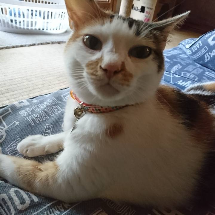 5a4ca789 094f 4af2 abfc bac43b03729c 1533449580969