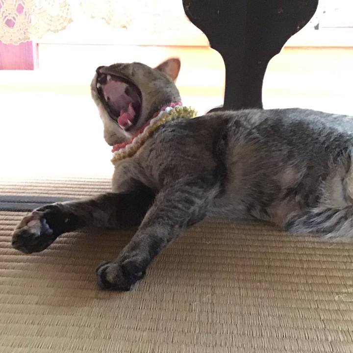 5a4f3b55 6a6a 426f ac44 d3800b25922f 1622611506338