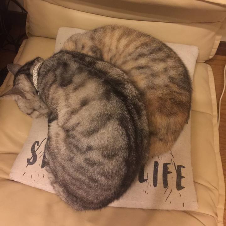 5a4f45e9 9c4f 4d83 ad53 518f7c290268 1549049247650