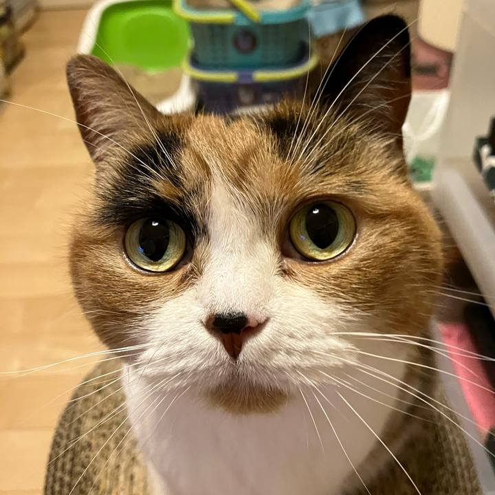 5a4f90e0 6893 447f bdf7 78d86f1ccdb9 1762206602643