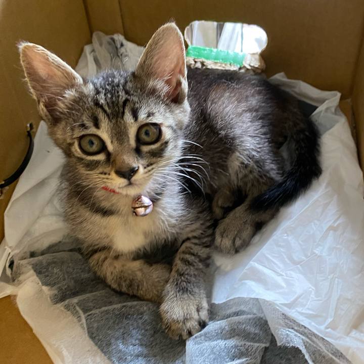 5a52702f 52e5 4298 b6c2 5fe43e82f649 1720414111885