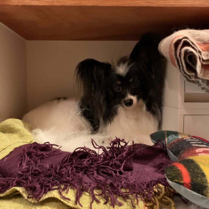 5a536252 c04b 4efb bacf a49234c707bc 1565879370382