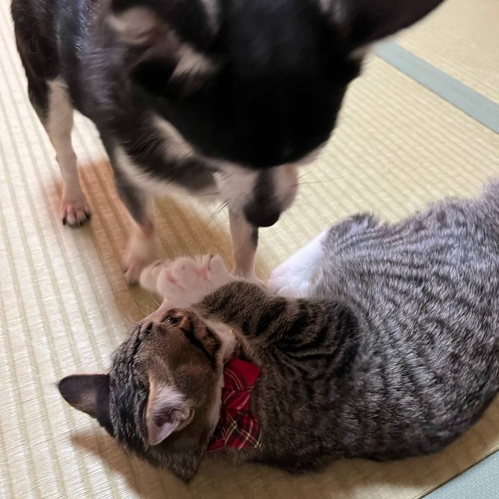 5a537f29 ab9f 4c0f 9ade 691596729eec 1690753208551