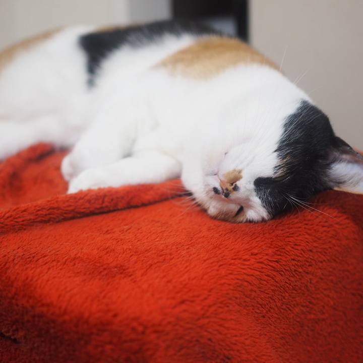 5a53b992 09eb 4393 adbf caf39135b5dc 1514281914561