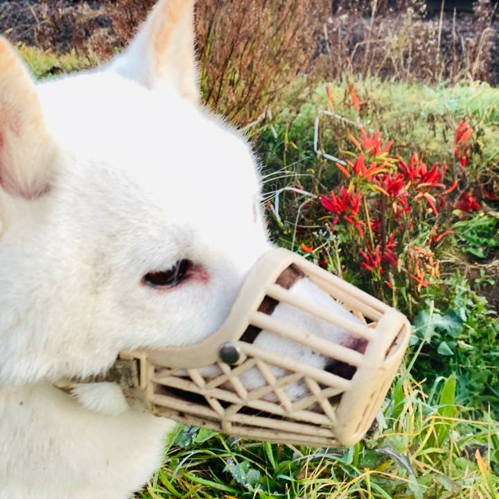 5a54fa6e b9d4 4741 b374 dc86cd72a345 1669337760210