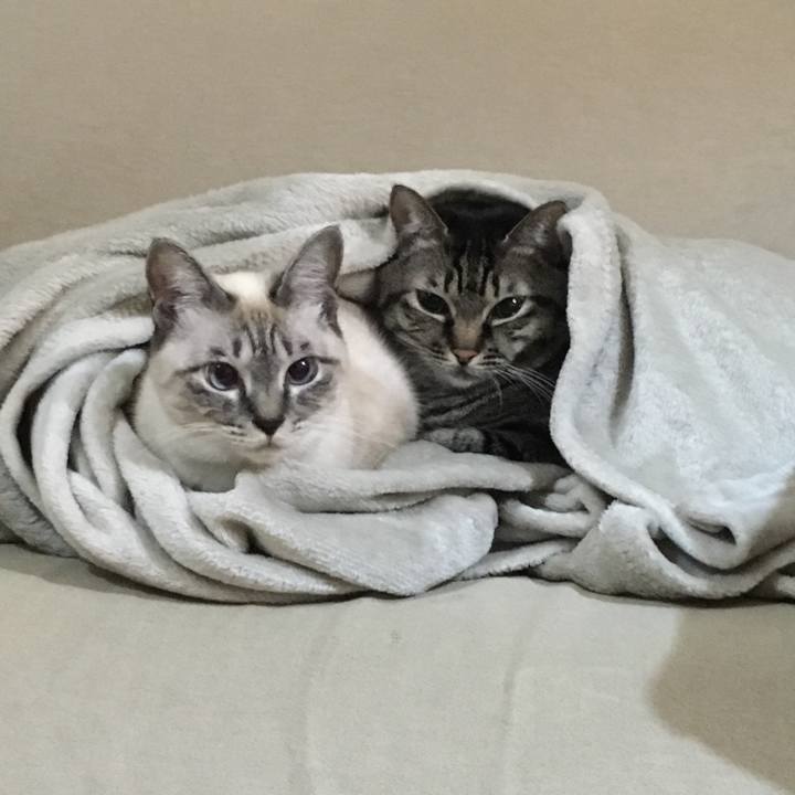 5a59d598 f4f6 4256 b0c5 c50805a5e6a2 1574415417183