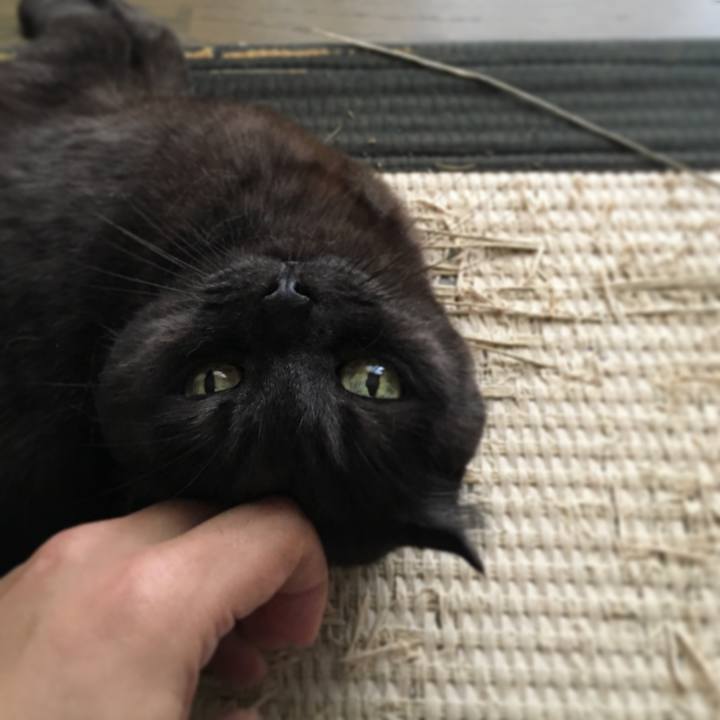 5a5a12de ecca 411f a59c c575dff7101b 1523154329592