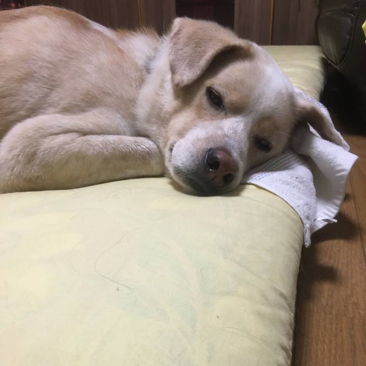 5a5ab6b1 e1a4 4927 9cb1 b2465a51db0c 1530457912220