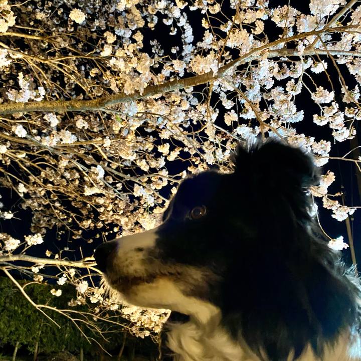 5a5daec9 4eaf 4700 b49a 2e4befa5911f 1616762153236