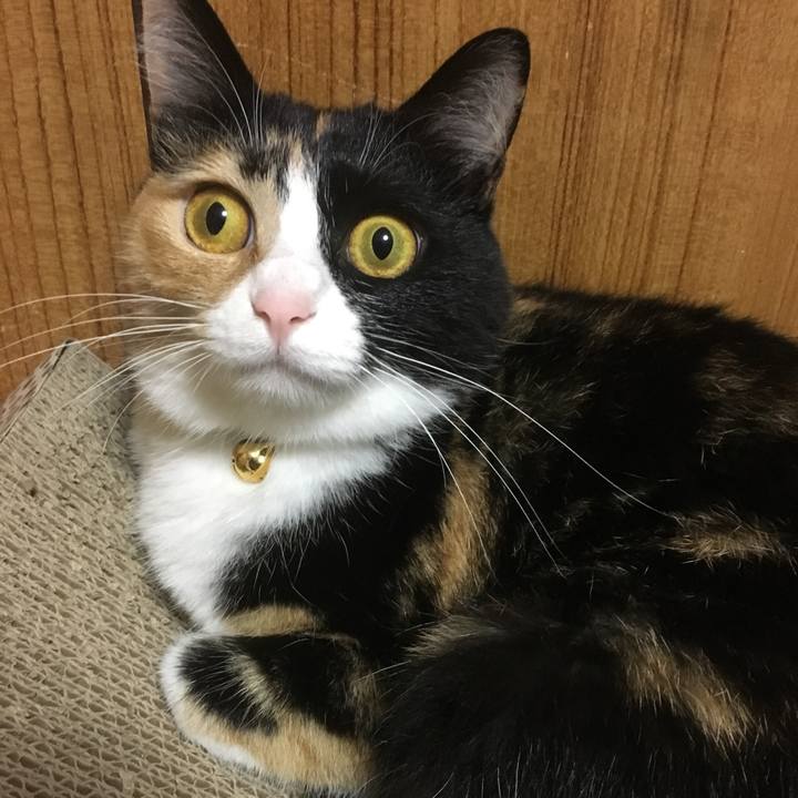 5a5dc7eb deae 4372 82ea 3df6cab2a6e0 1507990242734