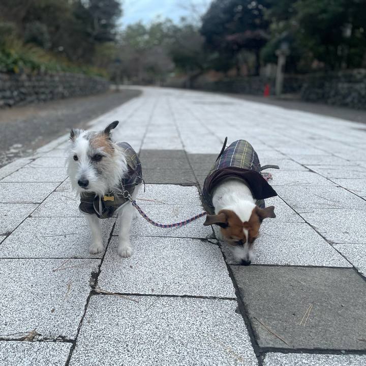 5a6018da 73cc 4d8a 8d7a a91c1618ea53 1766360939722