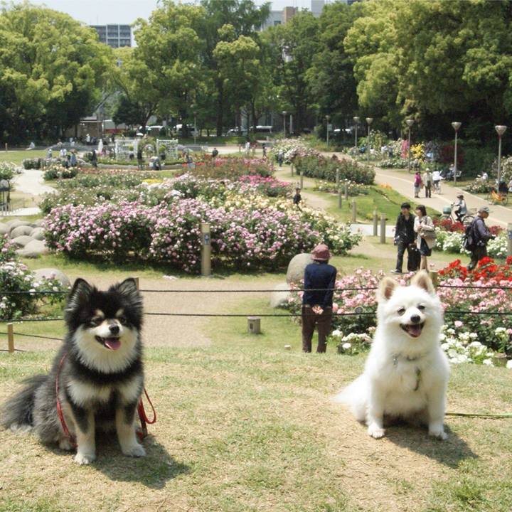 5a6451c6 dea2 490a 8c8b d1d70a61768e 1591492387176