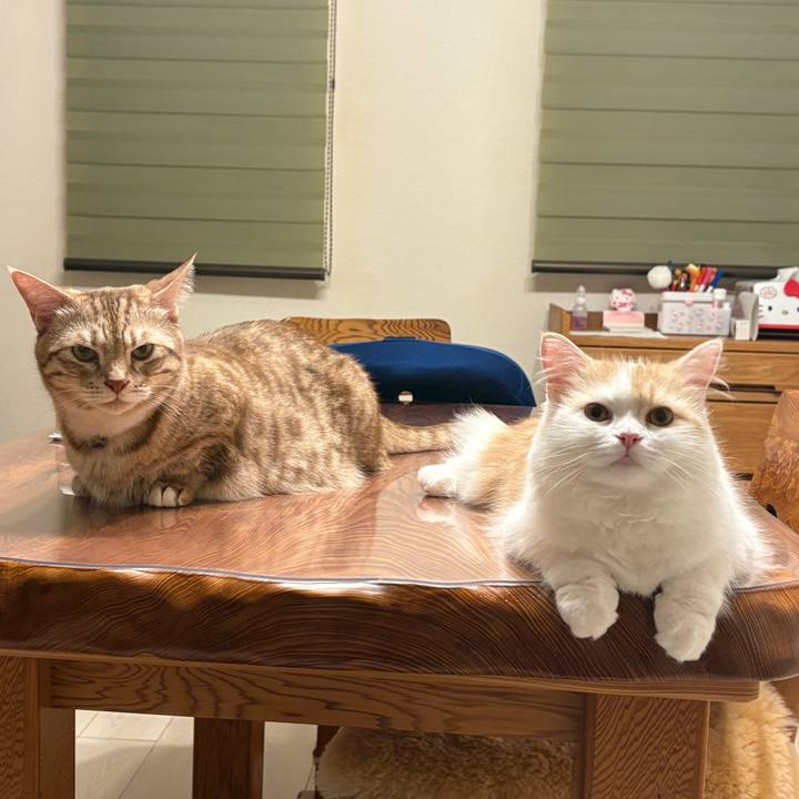 5a65c2ed 3b92 4837 ac49 e2261ff7a635 1756980043107