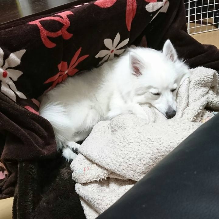 5a66f7b7 01f9 4e7d b665 e550f2ffc292 1512645868815