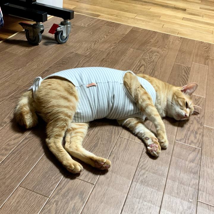 5a67d70a b0ac 4a5e a1d8 c37c4c2e77af 1571584520059