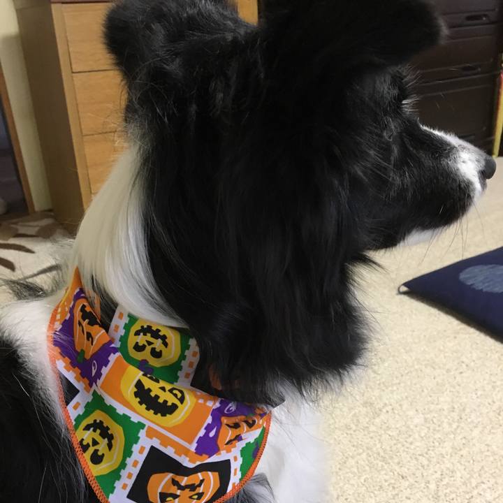 5a6a34c0 de3b 4ea7 993f dc1db61a4826 1540099738394