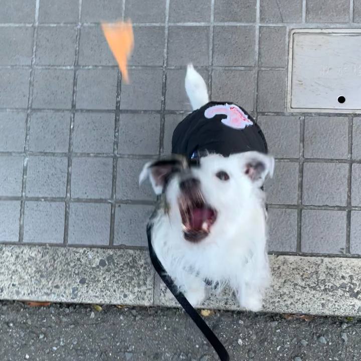 5a6a73bc f1ed 4a64 b96c a87ede7bfc09 1704440260764