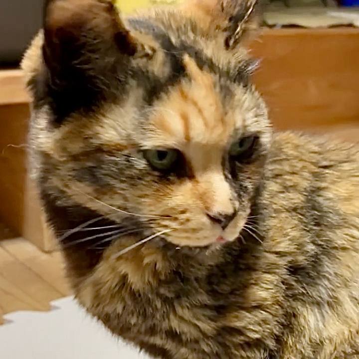 5a6be695 7247 4d65 8226 6ba14d8e4c3e 1746785871030