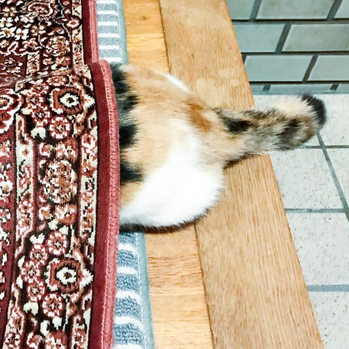 5a731e4c 17ee 41cb bbff 1826272701e1 1511572164961