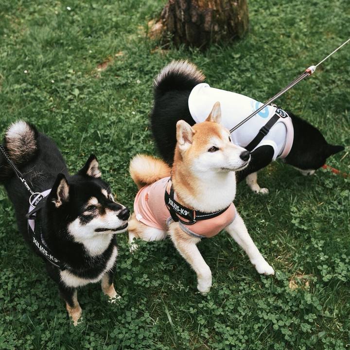 5a76d67b 2424 4a56 921b c68a5adb02b3 1542686772393