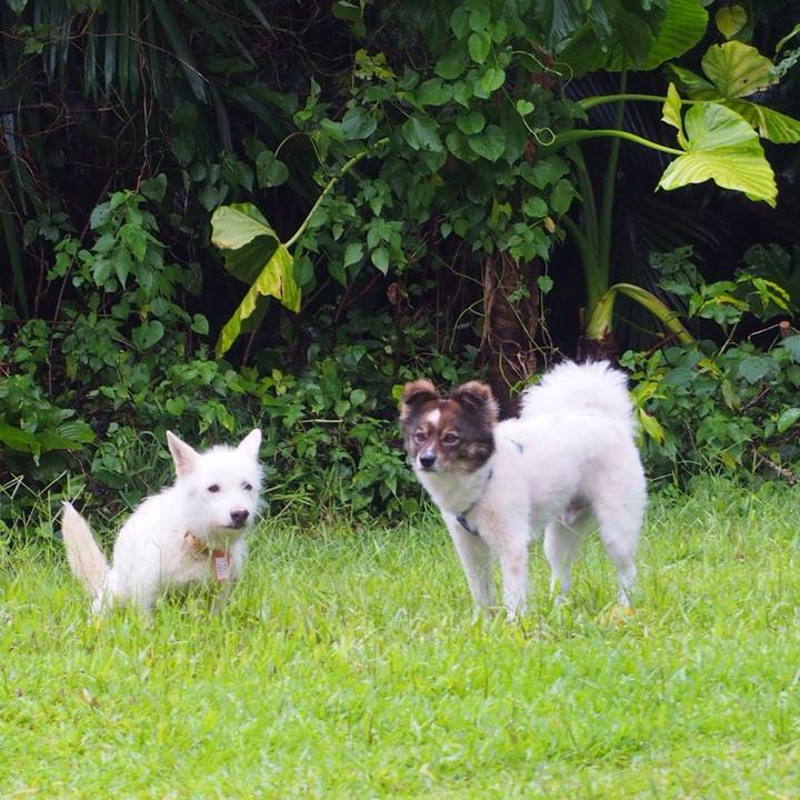 5a79a17a 7a96 40c1 8e58 2c2827d93e70 1530844801634