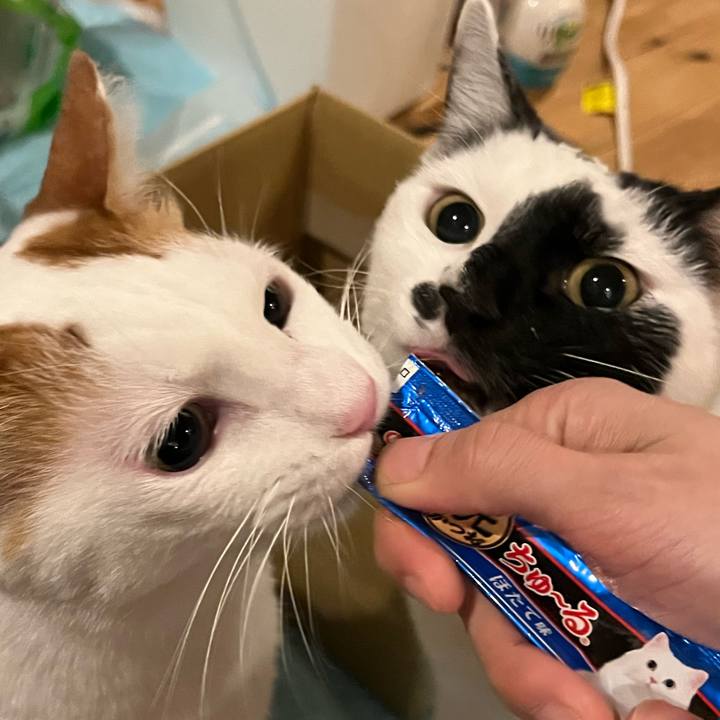 5a7a7e8e ac56 48c2 869f 73985ae3766b 1765891629122