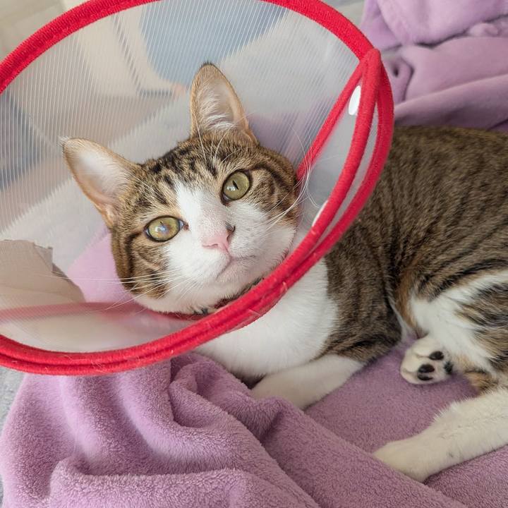 5a7cb034 46f8 4627 8585 dcf09b5854df 1763356715175