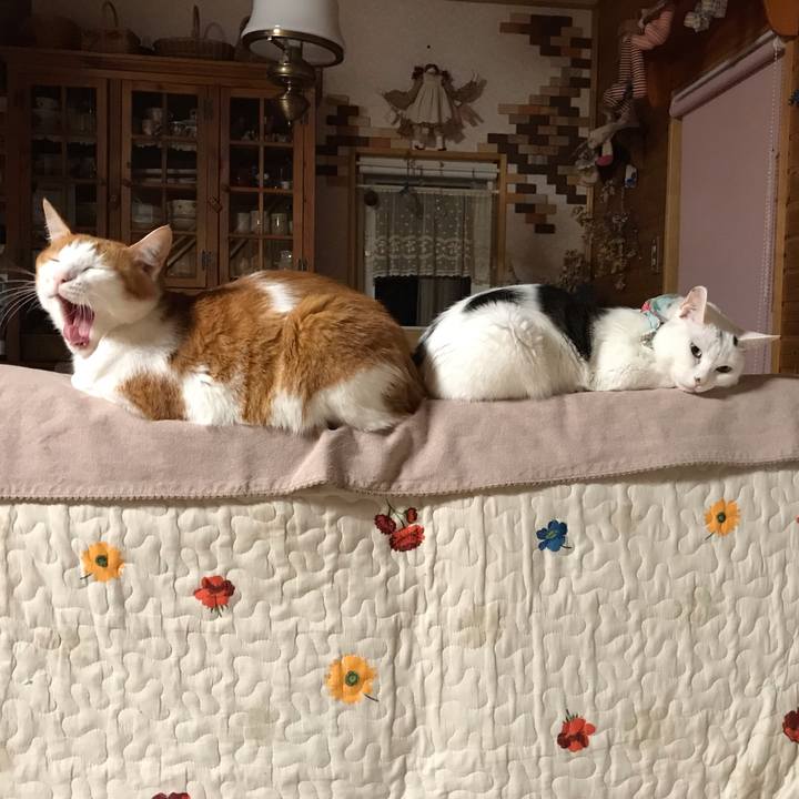 5a8159b1 1c0e 4680 97d2 10676766caab 1555931208148