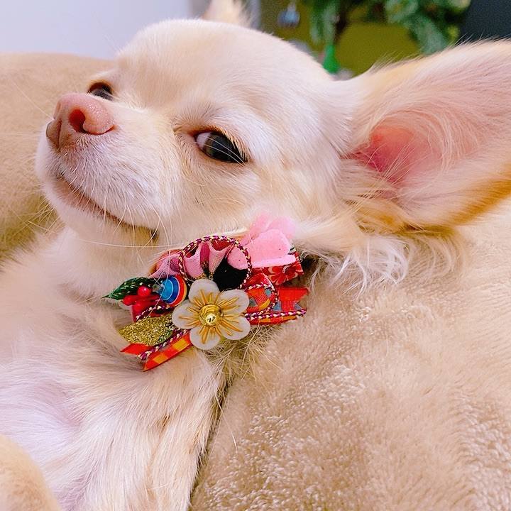 5a8254a7 c1ff 4a1e 95ef cd91bbd1f229 1608882602805