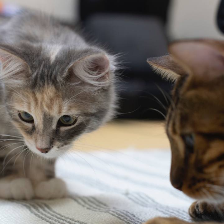 5a825bfe 2f00 43dc 9f41 d5f169233b05 1537673096042