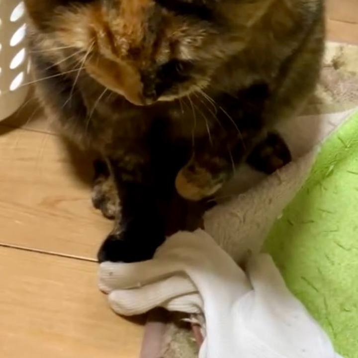 5a82f7e6 319f 4328 87a5 e1638088ea29 1731521943143