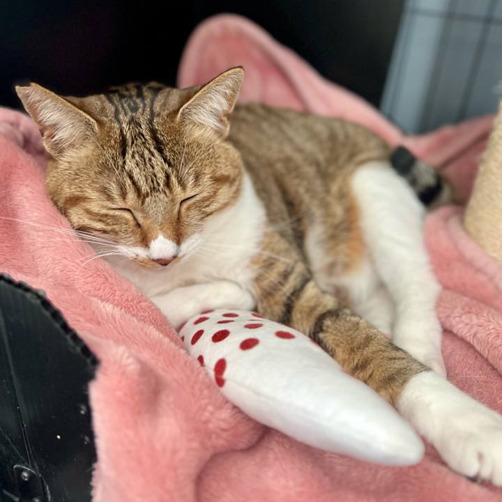 5a89bb97 f319 4c5b 96f3 ba4054bb9fe9 1764073722179