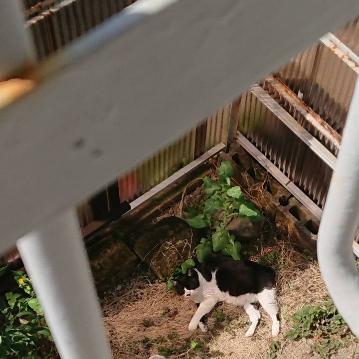 5a8a3a11 81c8 488d 9612 16bde895123f 1586001513927