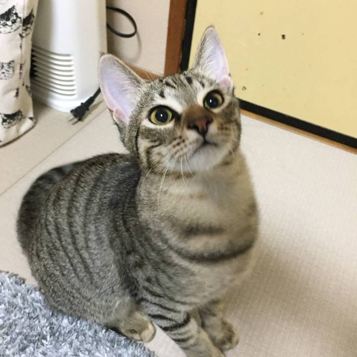 5a8b42e8 08e5 4f1e 92f1 418a59727421 1509020055315