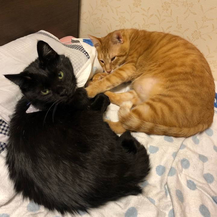 5a8bdaef 4d40 430f b4df c34b4951956e 1572967694573