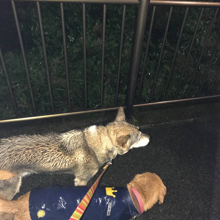 5a918f05 94eb 4edd 8797 00a29f06543d 1508665526754