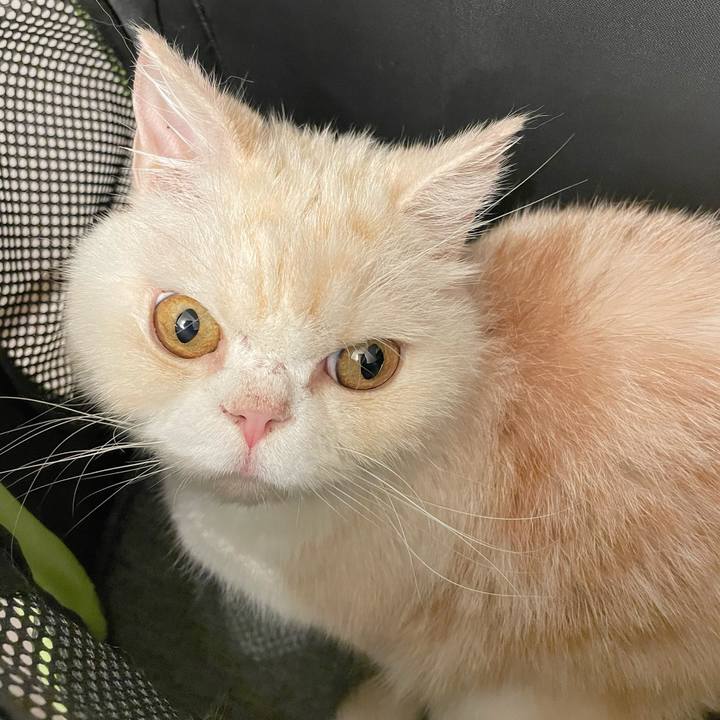 5a92f216 cb96 495a a4ee e2718984ab9f 1767519313203