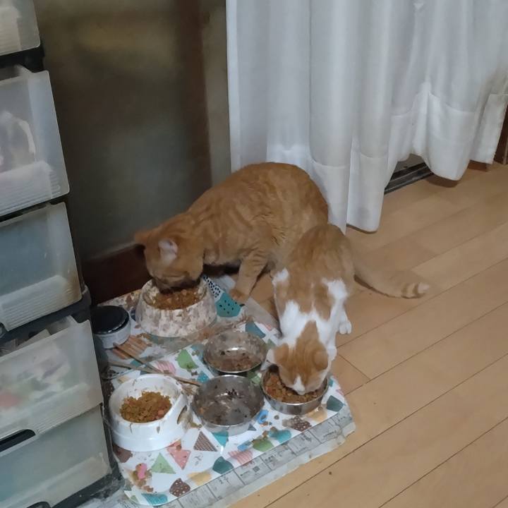 5a9a86b1 9807 4399 8788 1a1c8ca5e770 1729418760303