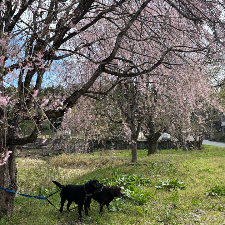 5a9b8d6b b1fa 4790 abba 2b0d207aa992 1776260130193