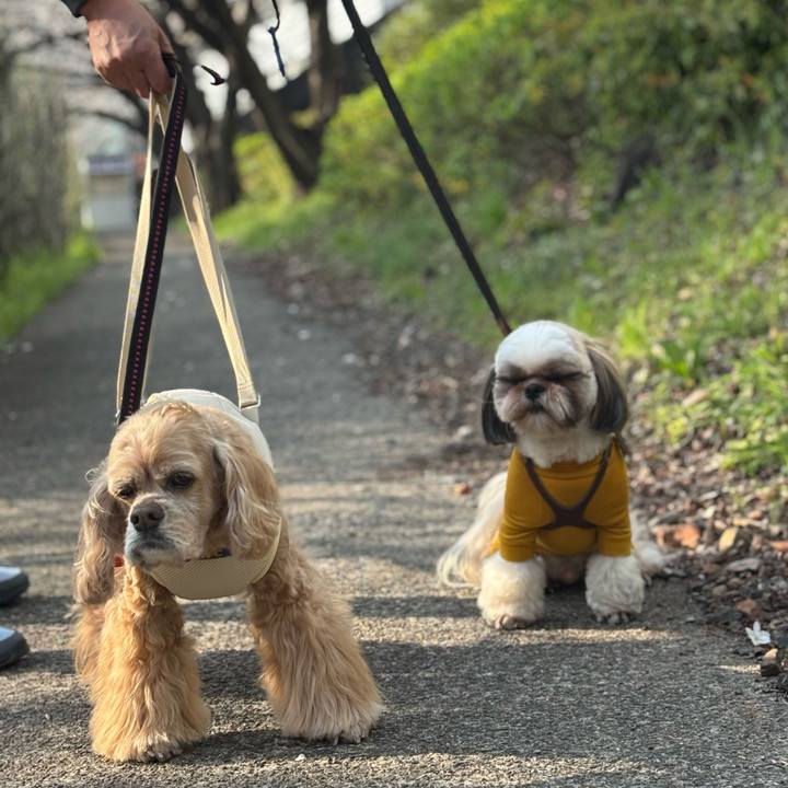 5a9f2633 a92e 4763 8f91 8ea64dd47611 1774883463127