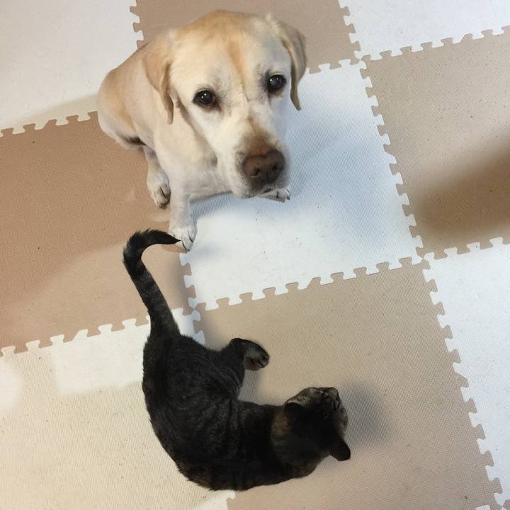 5a9fa141 1154 4523 ab7d 013881b2831d 1512444572605