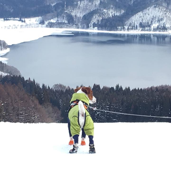 5aa15560 32b0 4827 b91b 3b1ea29f152b 1517491248555